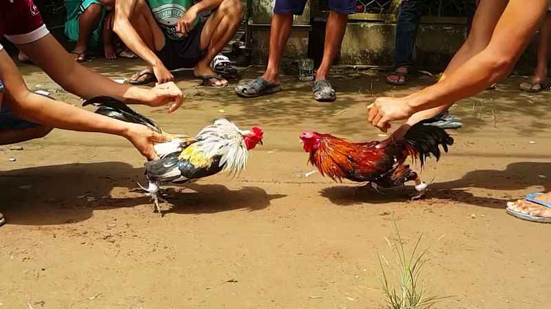 Điểm danh những hình thức đá gà tại King88 được ưa chuộng